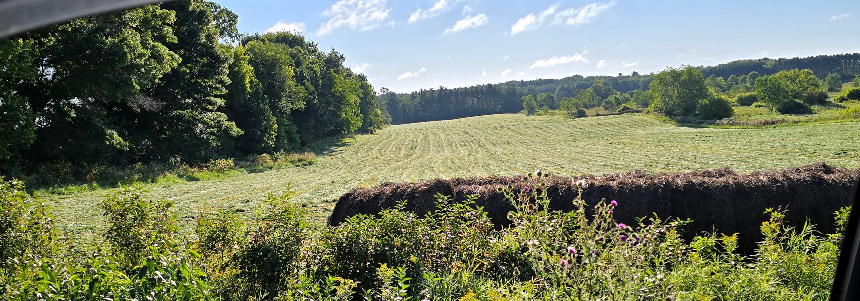 Round hay bales stored at Cedardale Farm